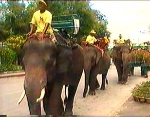 75 Elefanten maschierten durch die Straen, der Elefant ist das Wappentier Thailands.
